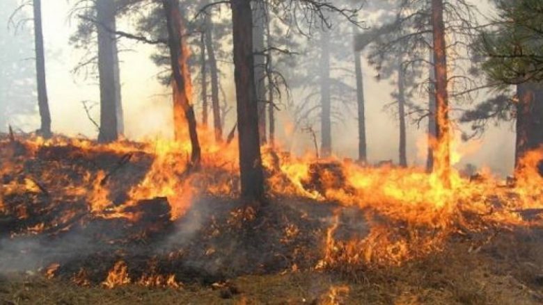 Policia apelon te qytetarët: Mos ndizni zjarre në vende të hapura e prona private