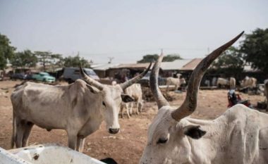 Banda e lopëve vrau 17 persona, fshati nigerian po shpopullohet nga frika