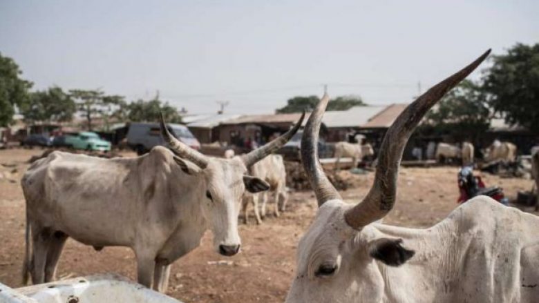 Banda e lopëve vrau 17 persona, fshati nigerian po shpopullohet nga frika