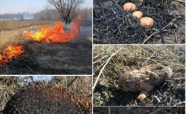 Let’s Do It reagon kundër djegies së pyjeve dhe arave, institucionet përgjegjëse të marrin masa