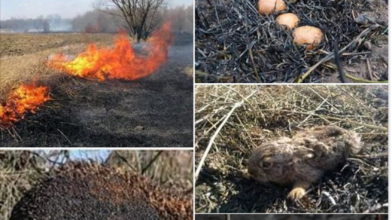 Let’s Do It reagon kundër djegies së pyjeve dhe arave, institucionet përgjegjëse të marrin masa