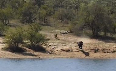 Tufa e luanëve i vërsulen buallit, detyrohet të futet në ujë për t’i shpëtuar më të keqes – aty e sulmon krokodili (Video)