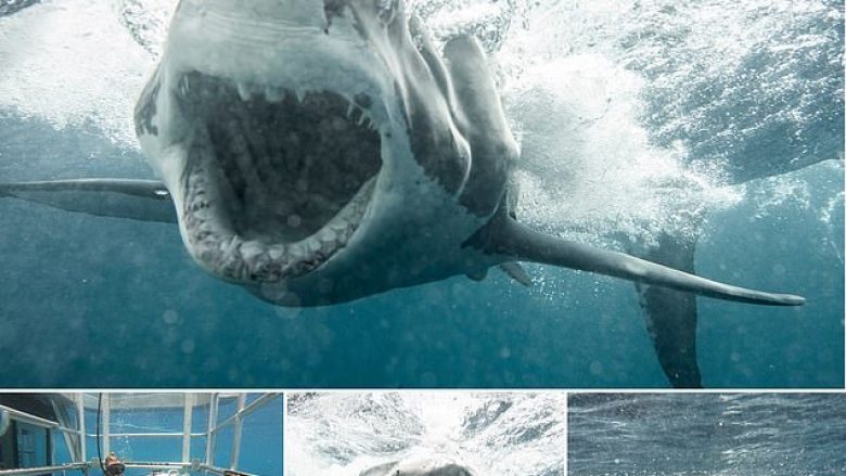 Futet me kafaz në ujë për ta fotografuar peshkaqenin gjigant (Foto)