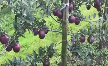 “Diamanti i zi”, ky lloj i mollës rritet vetëm në një vend të botës – një copë kushton 6 euro e 60 cent (Foto/Video)