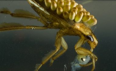 ​Insektet vampir të ujit që hanë prenë e tyre të gjallë (Video)