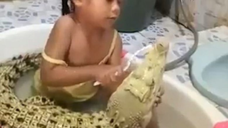 Vogëlushja filmohet duke ia pastruar dhëmbët krokodilit, pamjet bëjnë xhiron e botës (Video)