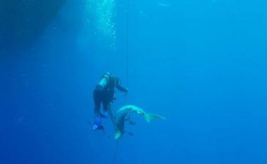 Rrëfimi i zhytësit që i mbijetoi sulmit të peshkaqenit: Më kafshoi në këmbë dhe kisha shumë gjakderdhje – kam mbi 50 qepje (Foto/Video)