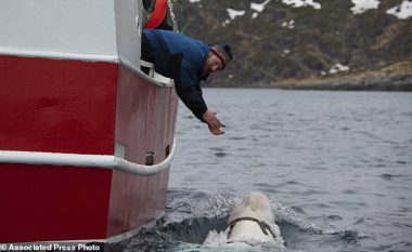 Alarm në Norvegji: Rusia po na spiunon përmes një balene (Foto)