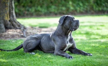 Pesë shenja që cilido qen tjetër do t’ju sulmojë – nëse bishti është në këtë pozitë, menjëherë largohuni
