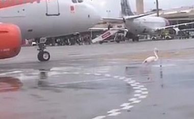 Aeroplani ngadalësoi shpejtësinë, shkaku i një flamengoje që lëvizte ngadalë në pistë (Video)