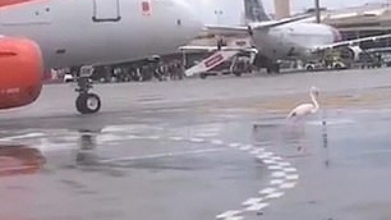 Aeroplani ngadalësoi shpejtësinë, shkaku i një flamengoje që lëvizte ngadalë në pistë (Video)
