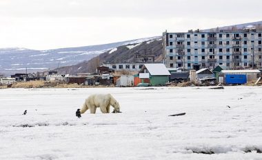 Ariu polar u largua për 700 kilometra nga pjesa malore, shkaktoi dëme në një fshat nga pamundësia të kthehej në vendbanim (Video)