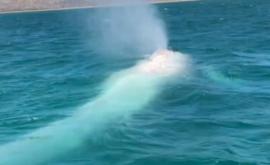 Balena e rrallë me ngjyrë të bardhë afrohet te sipërfaqja, besohet se është e njëjta që u pa parë para dhjetë vitesh (Video)