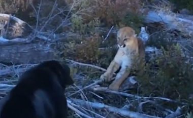 Ballafaqimi i qenit të guximshëm me luanin e malit, për ta mbrojtur pronarin (Video)