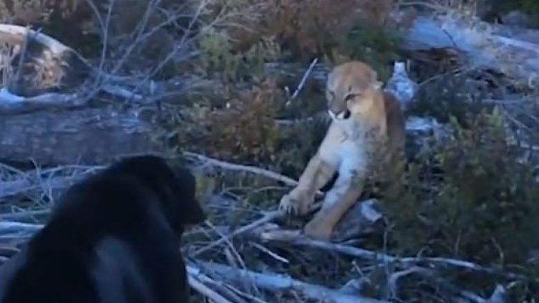 Ballafaqimi i qenit të guximshëm me luanin e malit, për ta mbrojtur pronarin (Video)