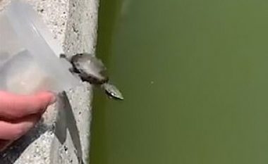 Breshkën që e lëshoi të lirë në lumë, e hëngri menjëherë një peshk (Video)