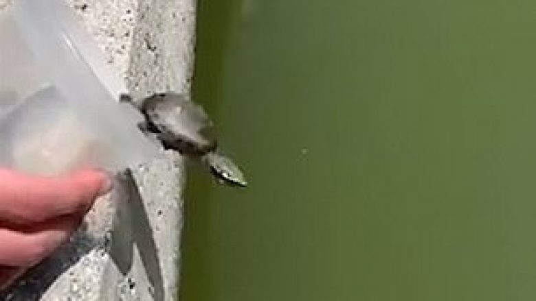 Breshkën që e lëshoi të lirë në lumë, e hëngri menjëherë një peshk (Video)