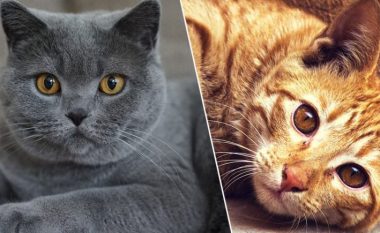 Macet e dinë emrin e vet edhe nëse shtiren kinse nuk kuptojnë
