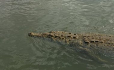 Krokodili doli nga uji duke mbajtur këmbën e zhytësit, që e kafshoi një ditë më parë (Video)