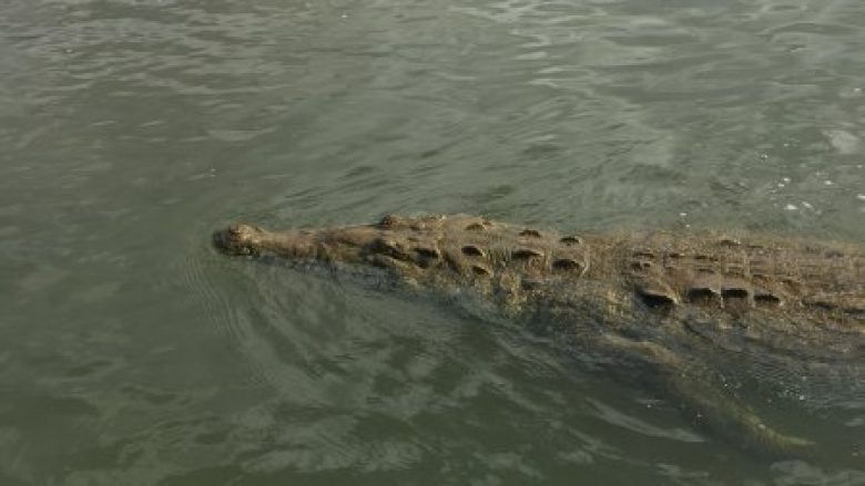 Krokodili doli nga uji duke mbajtur këmbën e zhytësit, që e kafshoi një ditë më parë (Video)