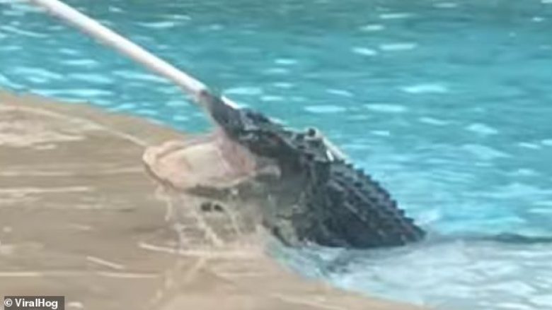 Krokodilin gjigant që ra në pishinë, e largoi një profesionist që merret me reptilë (Video)