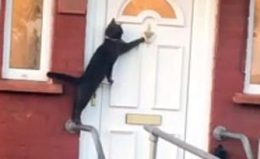 Kthehet në shtëpi në orët e hershme të mëngjesit, macja troket dhe pret t’ia hapin derën (Video)