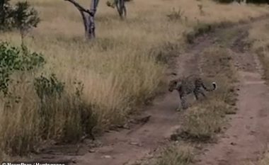 Leopardi u hodh në ajër, zuri shpezën që doli prej shkurreve (Video)
