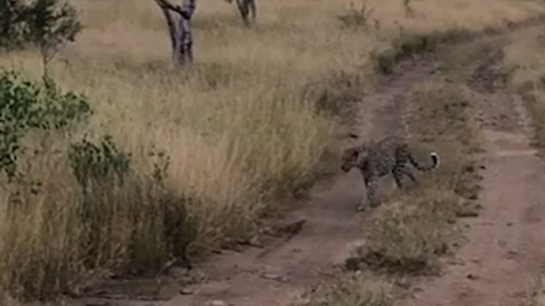 Leopardi u hodh në ajër, zuri shpezën që doli prej shkurreve (Video)