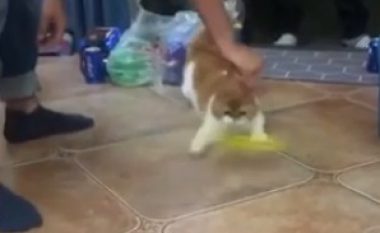 Macja vihet në ndjekje të lodrës duke lëvizur me një shpejtësi shumë të madhe (Video)