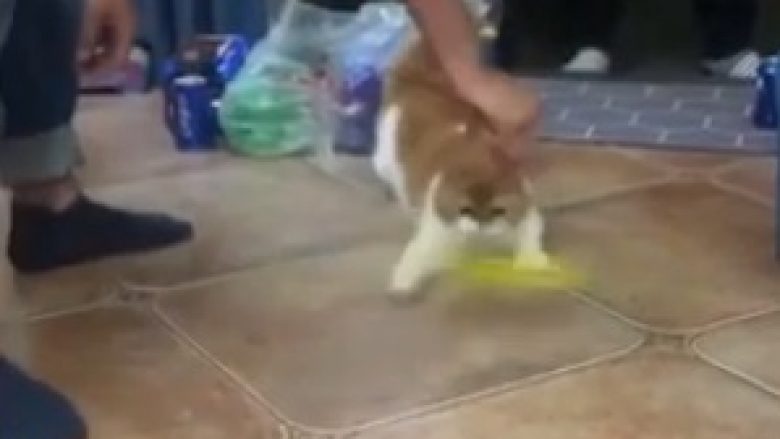 Macja vihet në ndjekje të lodrës duke lëvizur me një shpejtësi shumë të madhe (Video)