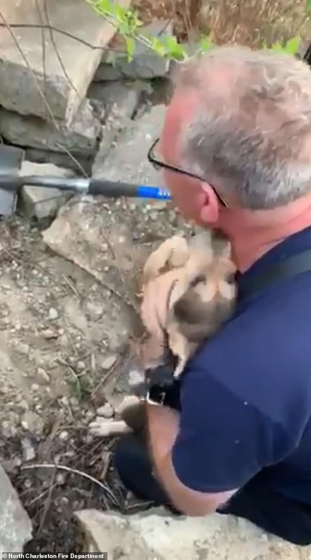 Qeni nuk ndaloi së ledhatuari zjarrfikësin nga i cili u shpëtua (Video)