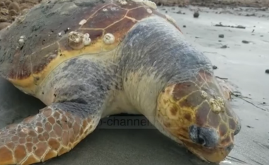 Dallgët nxjerrin në bregdetin e Durrësit breshkën e rrallë (Video)
