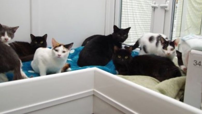 Shpëtohen 47 mace që jetonin në kushte shumë të vështira  në shtëpinë e një pensionisteje (Foto)