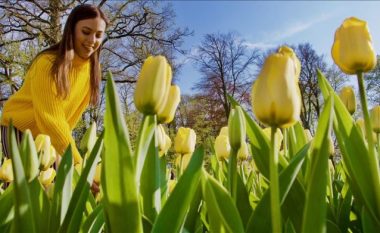 Spektakël në kopshtin më të madh të tulipanëve