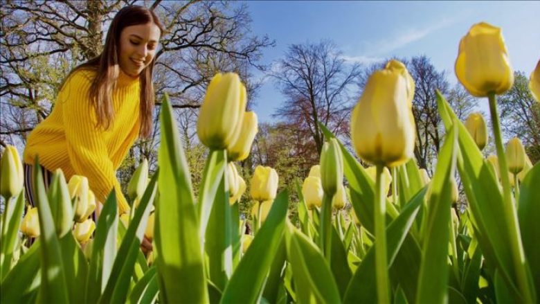 Spektakël në kopshtin më të madh të tulipanëve