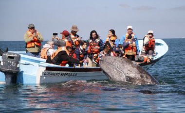 Turistët patën mundësinë e rrallë, të ledhatojnë dy balena shumë të shoqërueshme (Video)