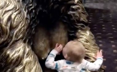 Vogëlushi i uritur provoi të ushqehej me gji nga statuja e gorillës (Video)