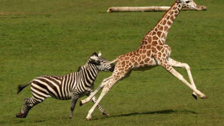 Zebra dhe gjirafa në garë vrapimi para vizitorëve të kopshtit zoologjik (Foto)