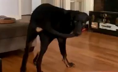 Zuri me dhëmbë bishtin e tij, qeni mbeti i habitur sepse nuk dinte çfarë të bënte (Video)