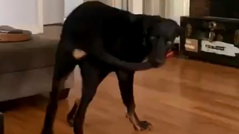 Zuri me dhëmbë bishtin e tij, qeni mbeti i habitur sepse nuk dinte çfarë të bënte (Video)