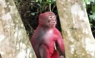 Turistët e lyejnë me bojë të kuqe, majmuni përjashtohet nga fisi! (Foto)