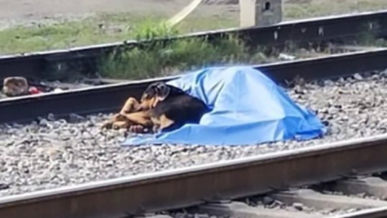 Qeni nuk ndahet nga trupi i pronarit të tij të vrarë nga treni – sulmoi edhe policët që tentuan ta largonin nga aty (Foto)