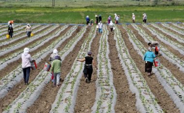 Të dhënat e INSTAT: Punët e bujqësisë i kanë ngelur grave