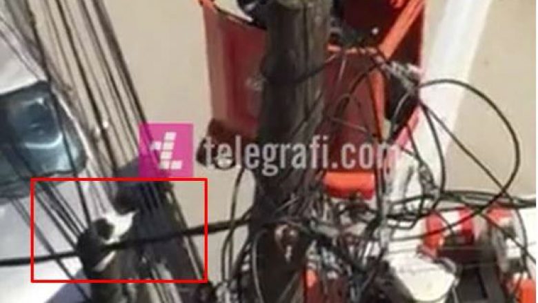 Shpëtohet macja që kishte ngelur në shtyllën e rrjetit elektrik në Prishtinë (Video)