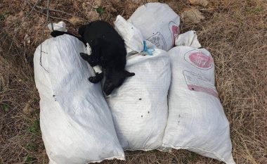 Kumanovë, gjenden qen të ngordhur në qese
