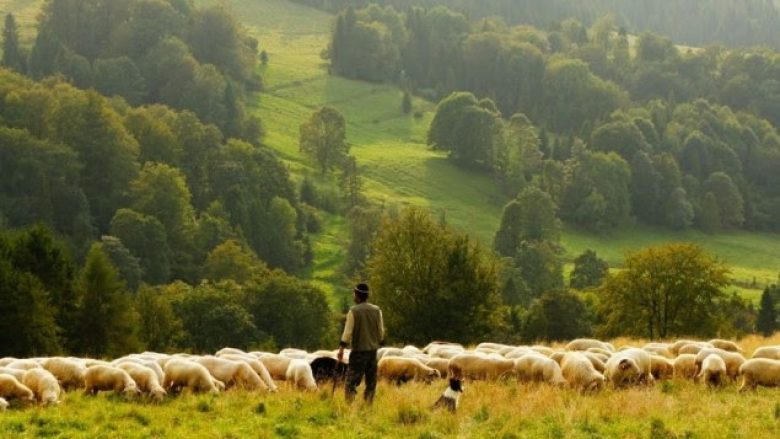 Qenët e bariut mbysin ujkun në Dragash