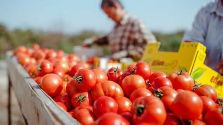 Shqipëria e 52-ta në botë për prodhimin e domates