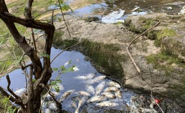 Ngordhje masive e peshqve në rrjedhën e lumit Mirusha (Foto)