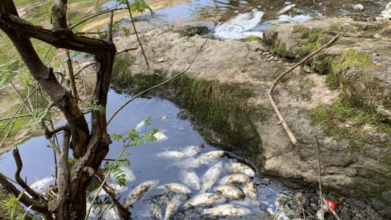 Ngordhje masive e peshqve në rrjedhën e lumit Mirusha (Foto)