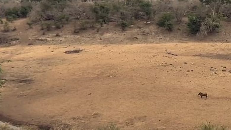 Derrit të egër i vërsulen shtatë luanë, zhgënjehen kur e kuptojnë se është më i shpejtë se ata (Video)